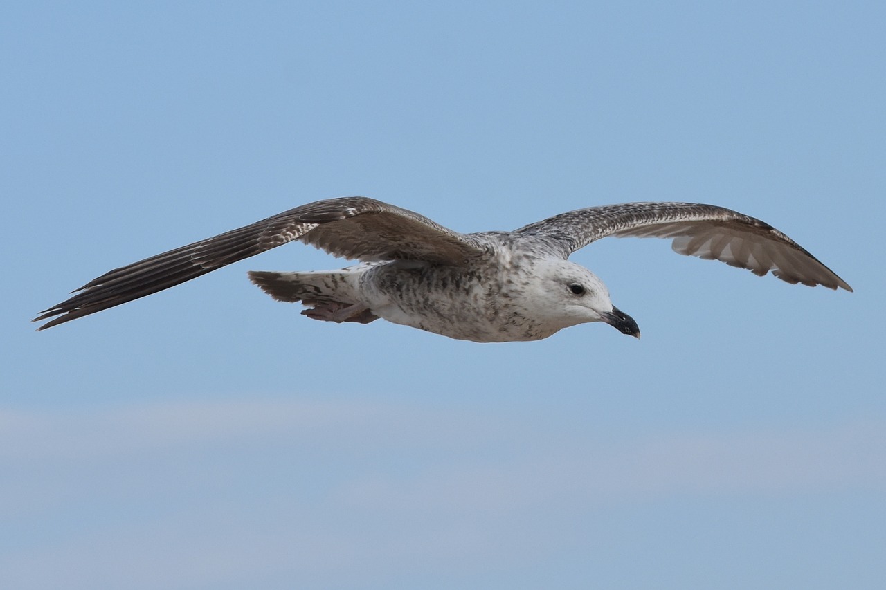 Flying animal. Чайка звери. Фото Чайки в полете. Армянская Чайка.