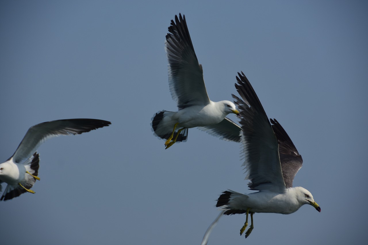 Летит новый. Чайки в воздухе. Seagull Wing.