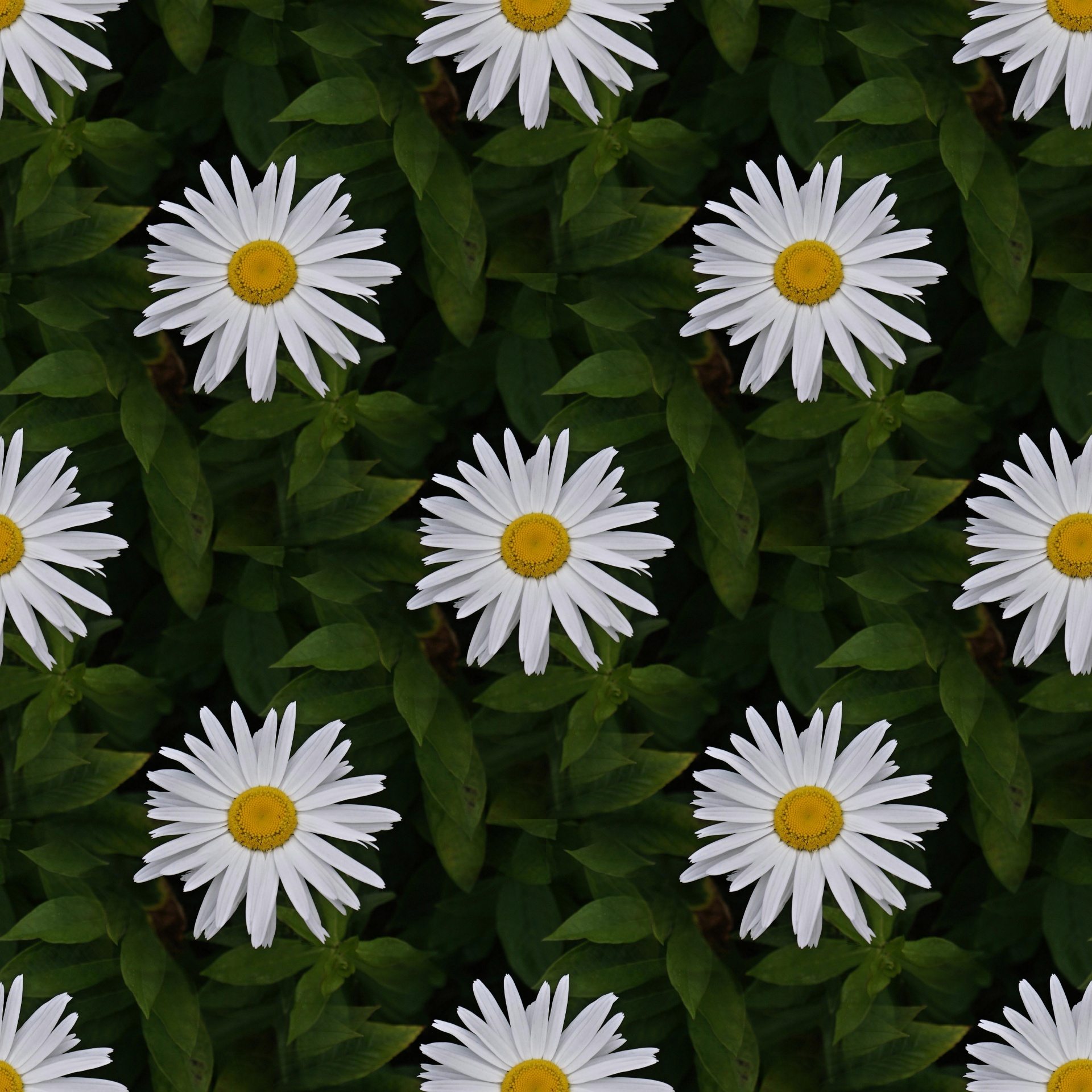 Daisy leaves. Листья ромашки. Листик ромашки. Ромашки бесшовные. Daisy Ромашка.