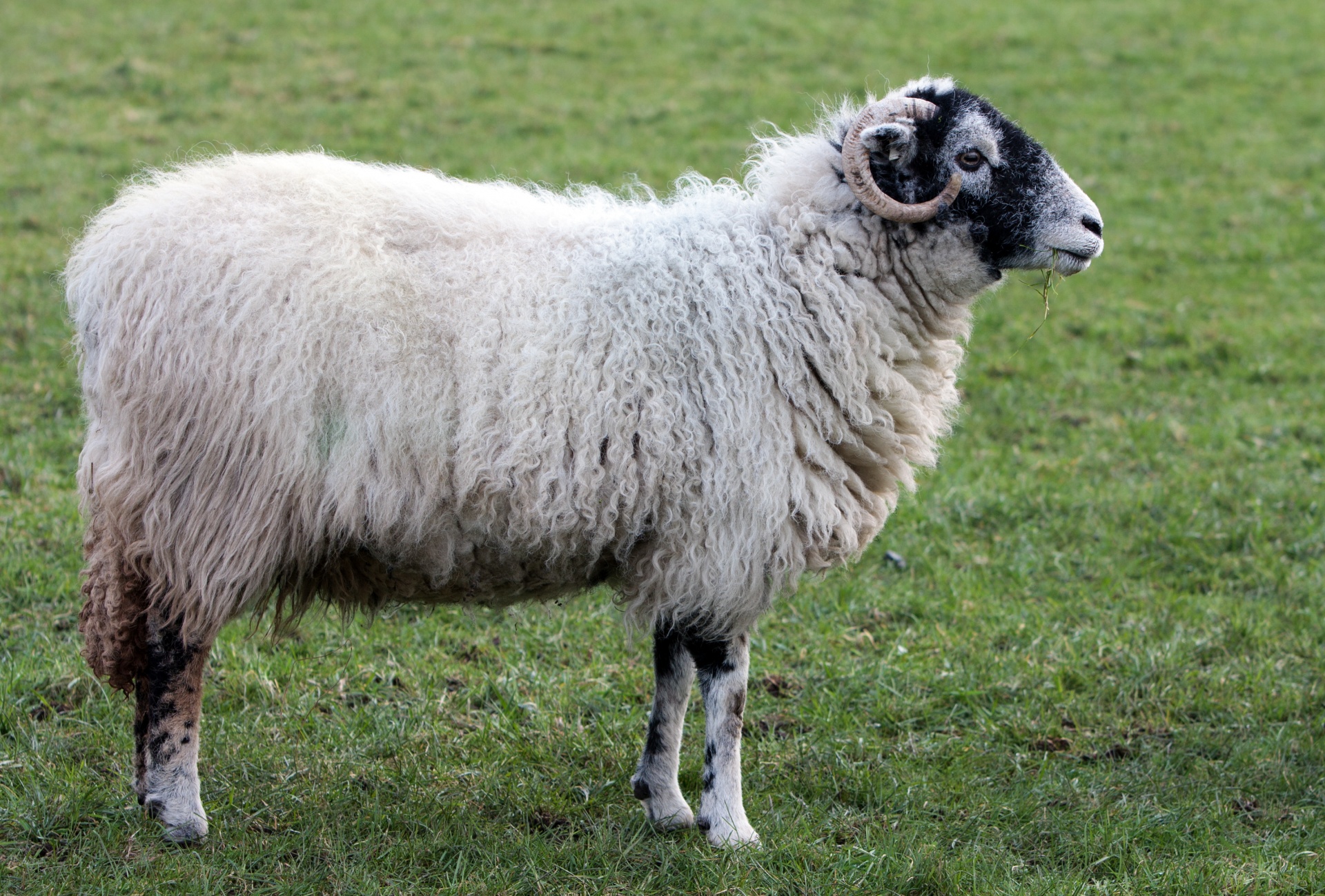 Калган Хорн порода овец