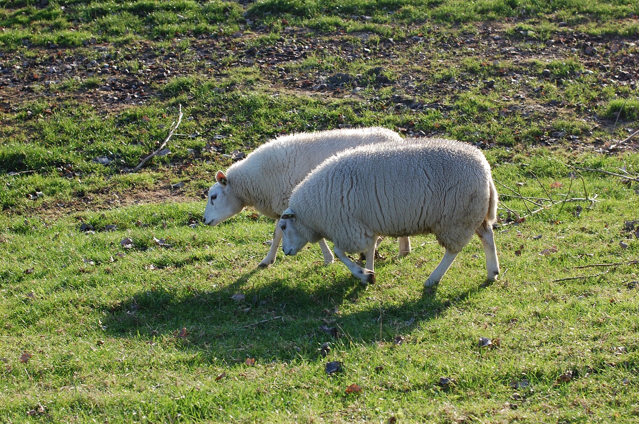 Green sheep. Овцы пасутся. Овцы на летнем пастбище. Карликовые овцы на лугу. Нидерланды луг с овцами.