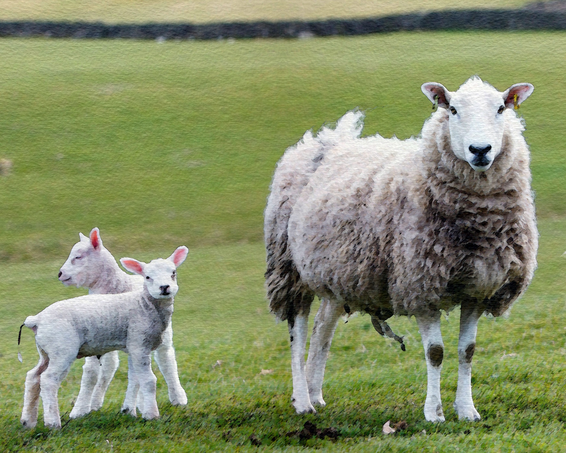 Sheep. Овцы. Овца с ягненком. Овца и барашек. Баран с барашком.