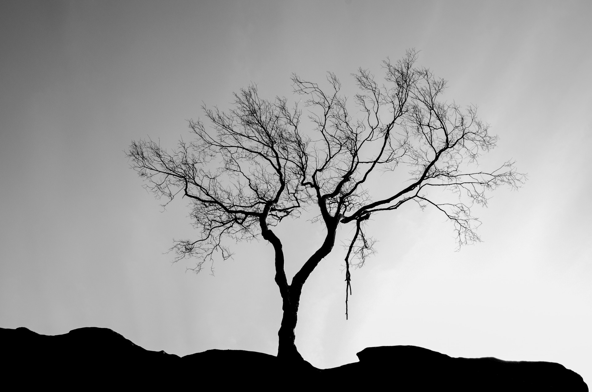 Одинокое дерево силуэт