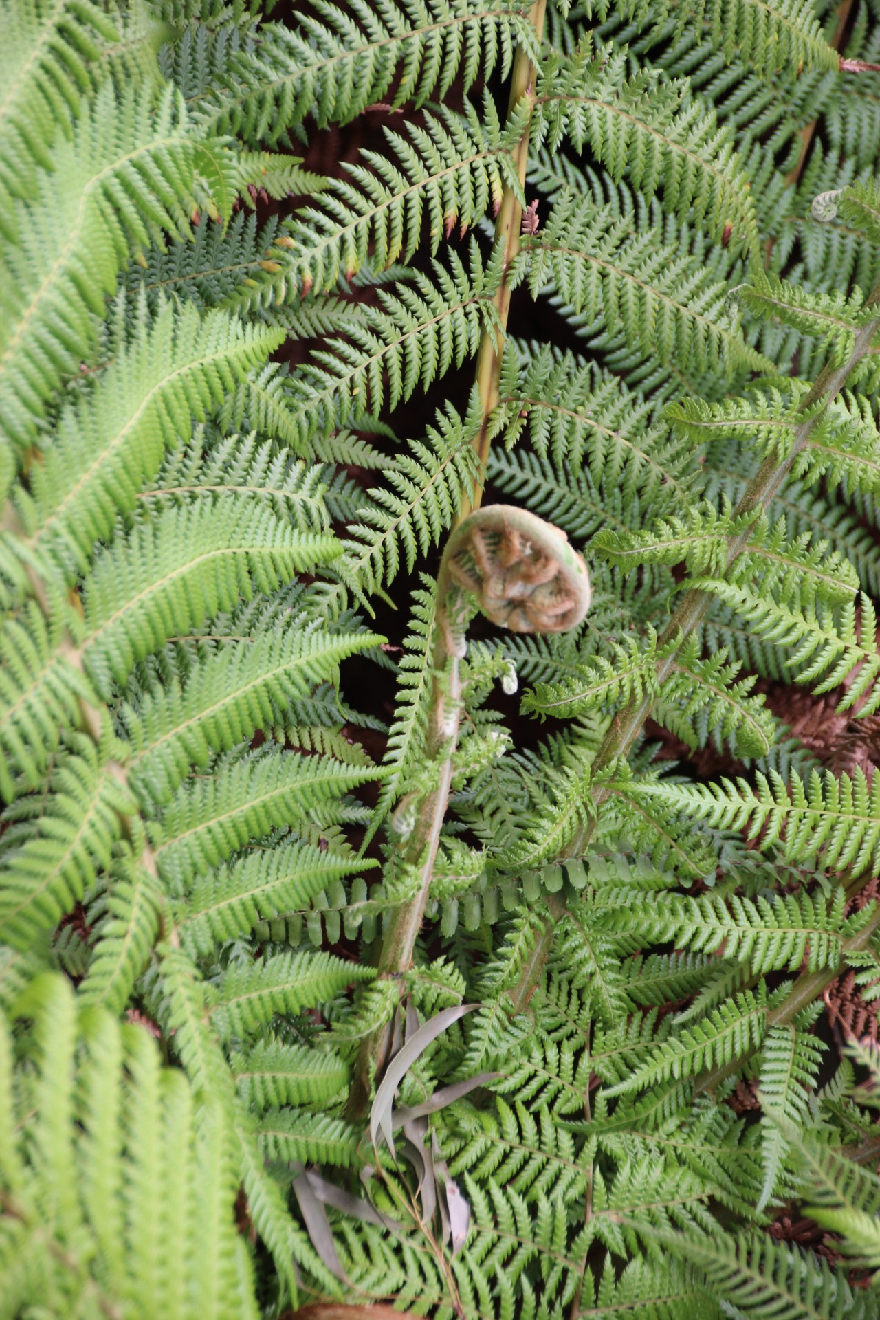 Семена папоротника. Папоротник Алетоптерис Вайя. Tree Fern корни папоротника. Птичье гнездо папоротник. Вайя Заганас.