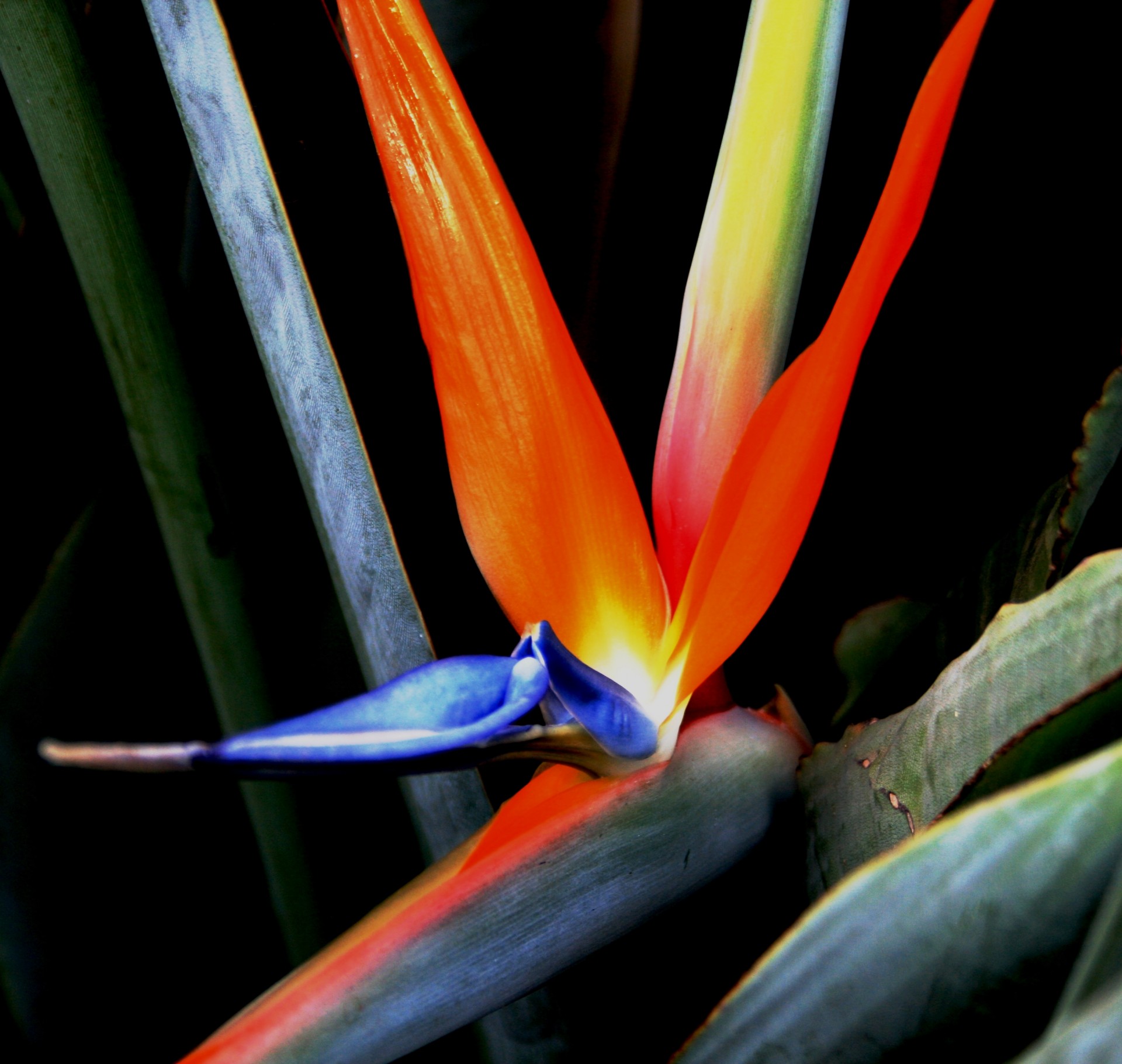 Flower form. Стрелиция. Стрелиция синяя. Стрелиция Николая листья. Стрелиция Николая листья с цветком.