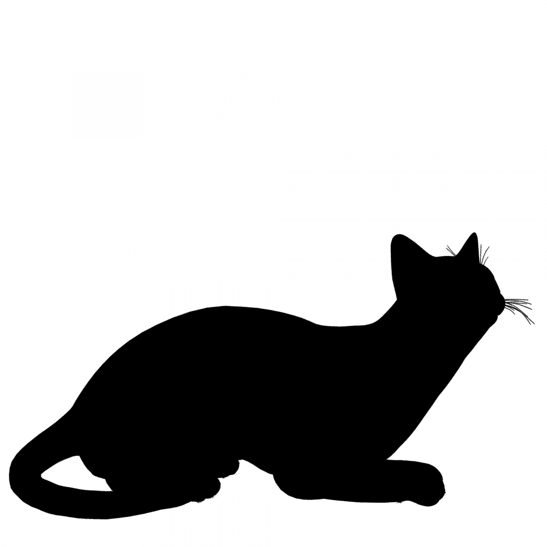 Cat silhouette. Силуэт кошки. Очертание кошки. Черный кот силуэт.