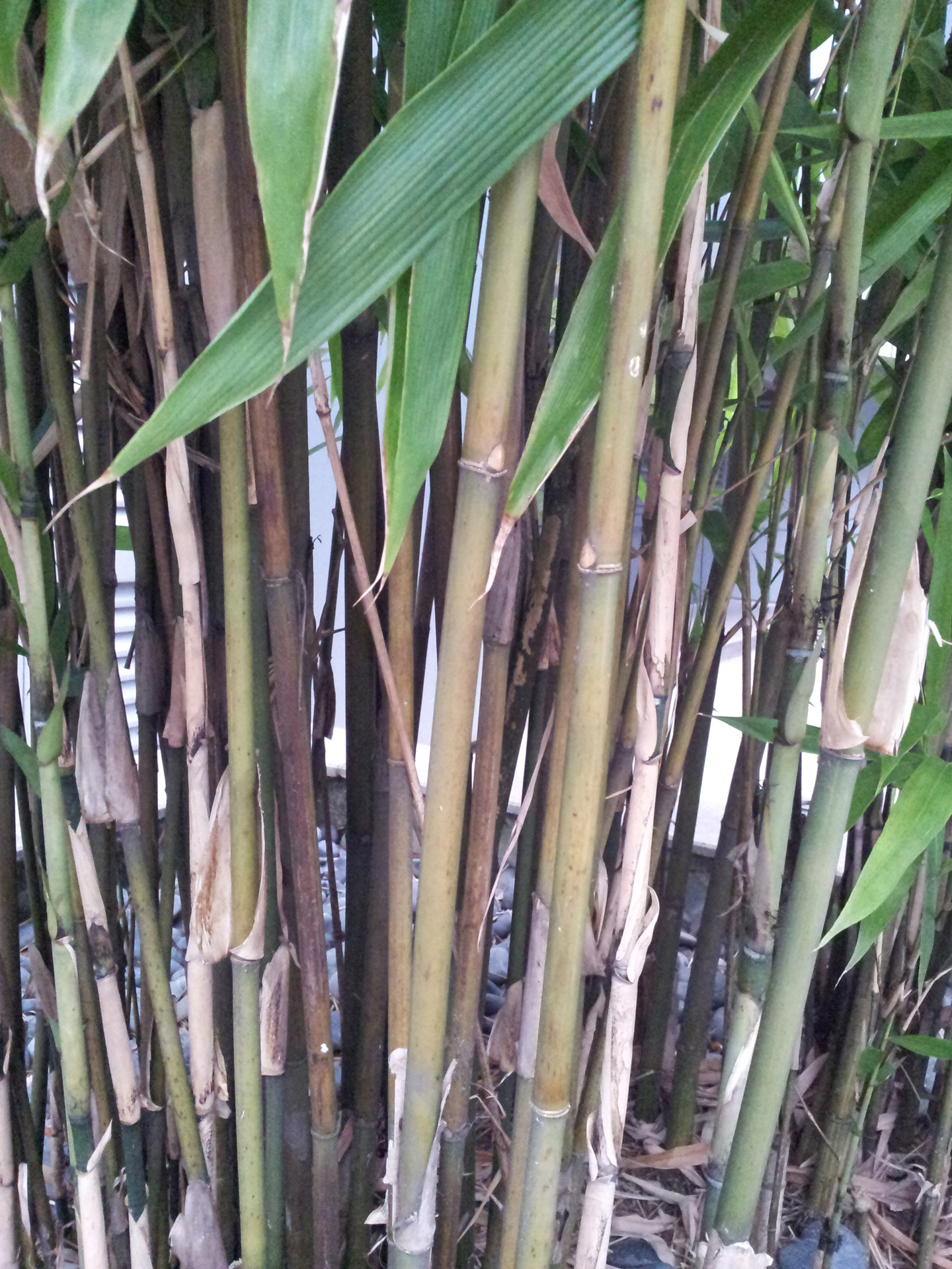 Побеги бамбука фото