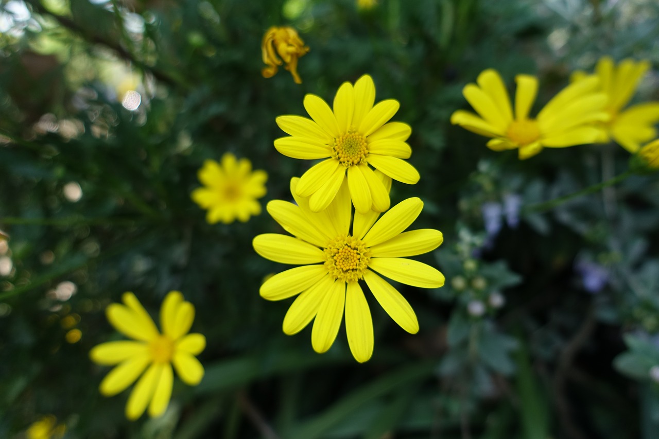 Мелкие желтые цветки солнышком