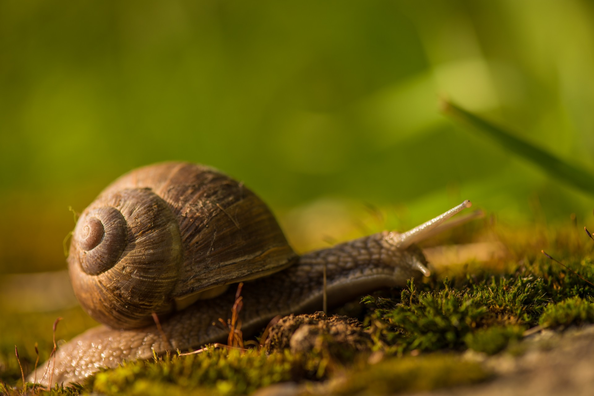 Snail. Улитка. Три улитки. Улитка фон. Snail с улиткой.