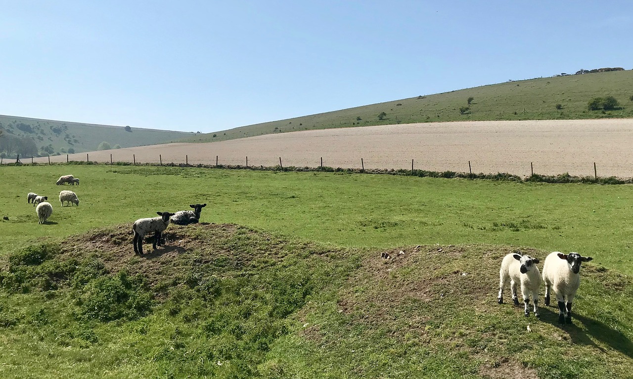 South downs. Саут Даунс овцы. Саут-Даунс.