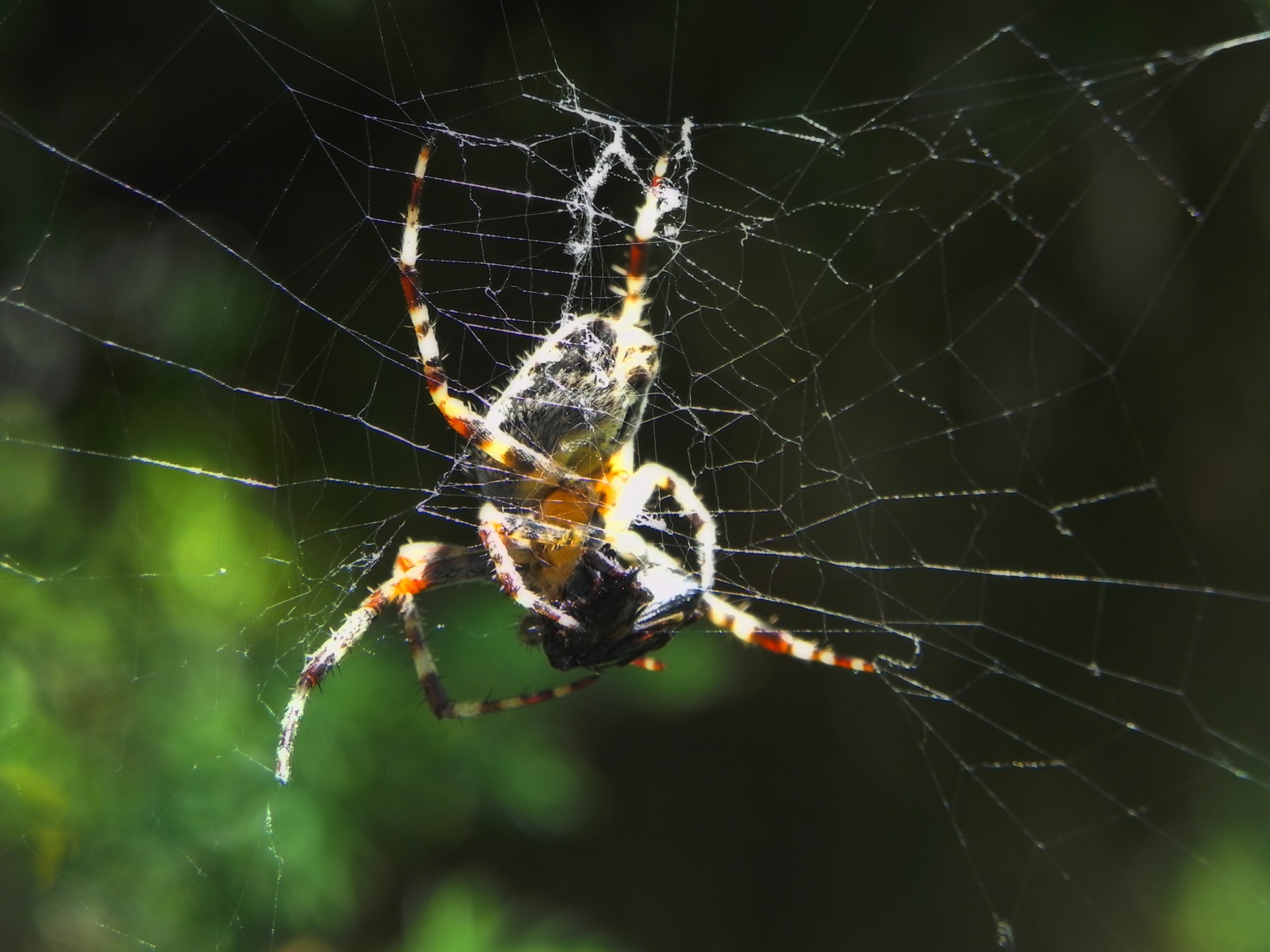 Хорошие пауки. Паук крестовик. Argiope aetheroides. Тростниковый паук. Ядовитые пауки Кипра.