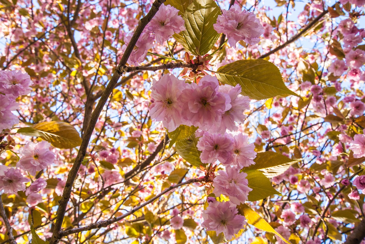 Sun blossom. Весеннее цветение..