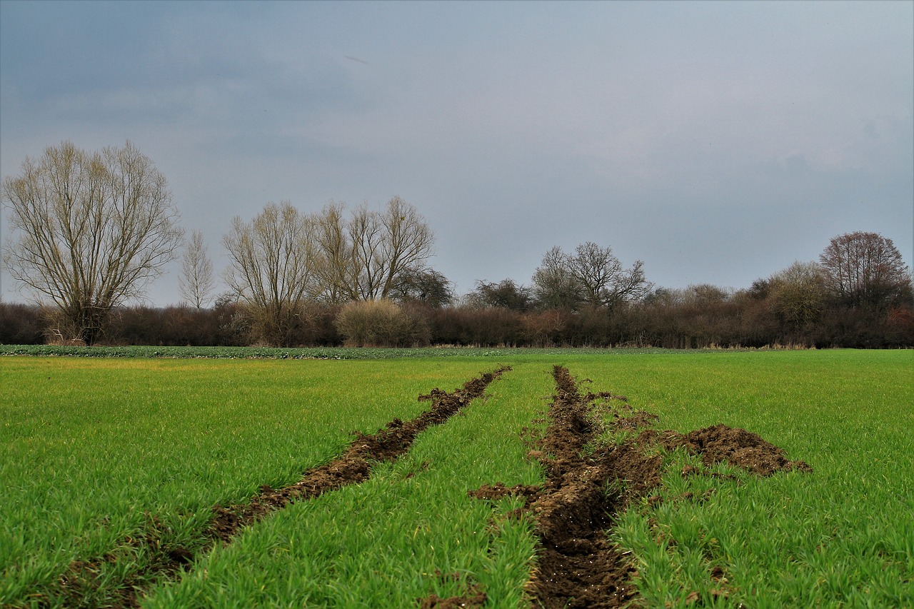 Путь трава. Grass way. Muddy way photo.