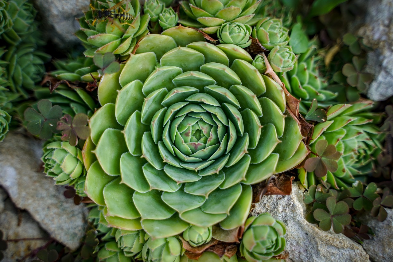 Каменный цветок комнатное растение фото Download free photo of Stone flower, flower, cactus, plant, green - from needpix