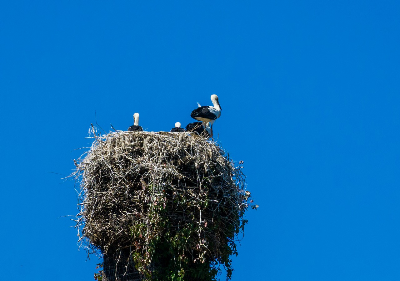 Fly the nest. Здание гнездо. Build a Nest. Кованое гнездо аиста фото. Stork Nest.