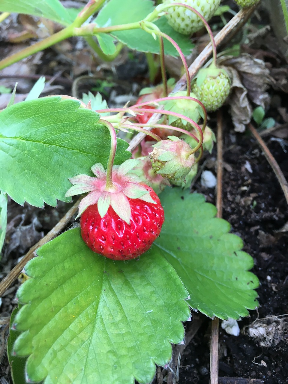 Почему клубника красная. Земляника зеленая Fragaria viridis duch.. Ложная Лесная земляника. Ягода похожая на землянику. Клубника.