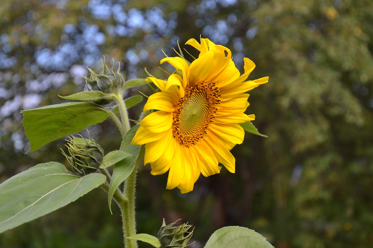 Sunflower plant. Подсолнечник сорно-полевой. Цветки подсолнуха язычковые. Цветковые растения подсолнух. Лист подсолнечника.