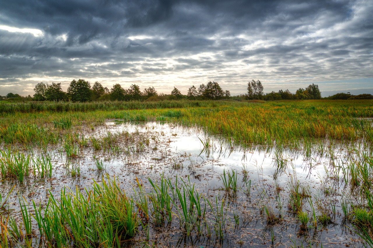 Inch marshes. Болото трясина Топь. Болото трясина Топь России. ДЗЯКИНСКОЕ болото. Заболоченная Старица Шерны что это.