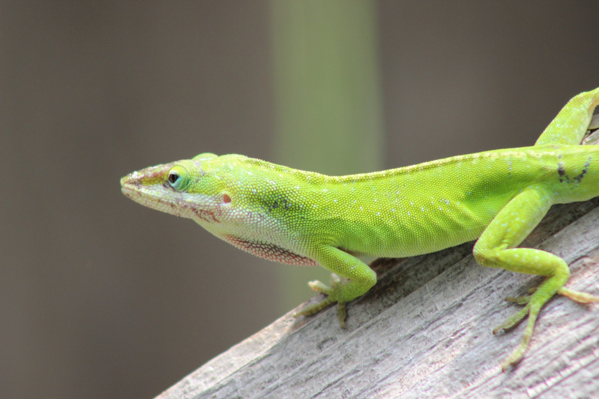 Green Lizard цвет