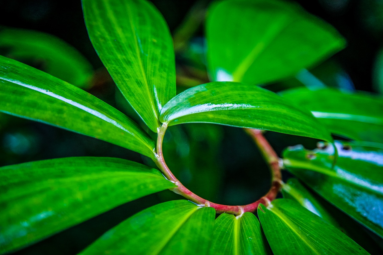 Green leaf formula