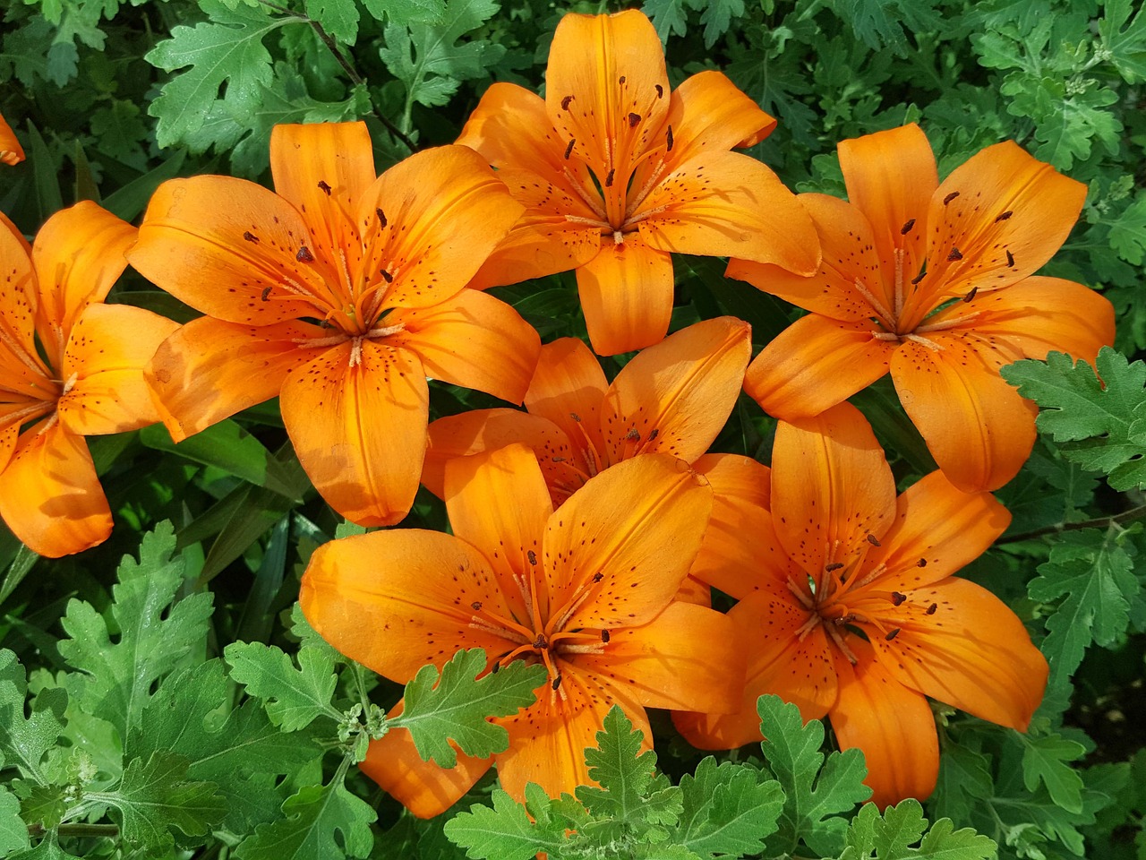 Lily 14 оранжевый