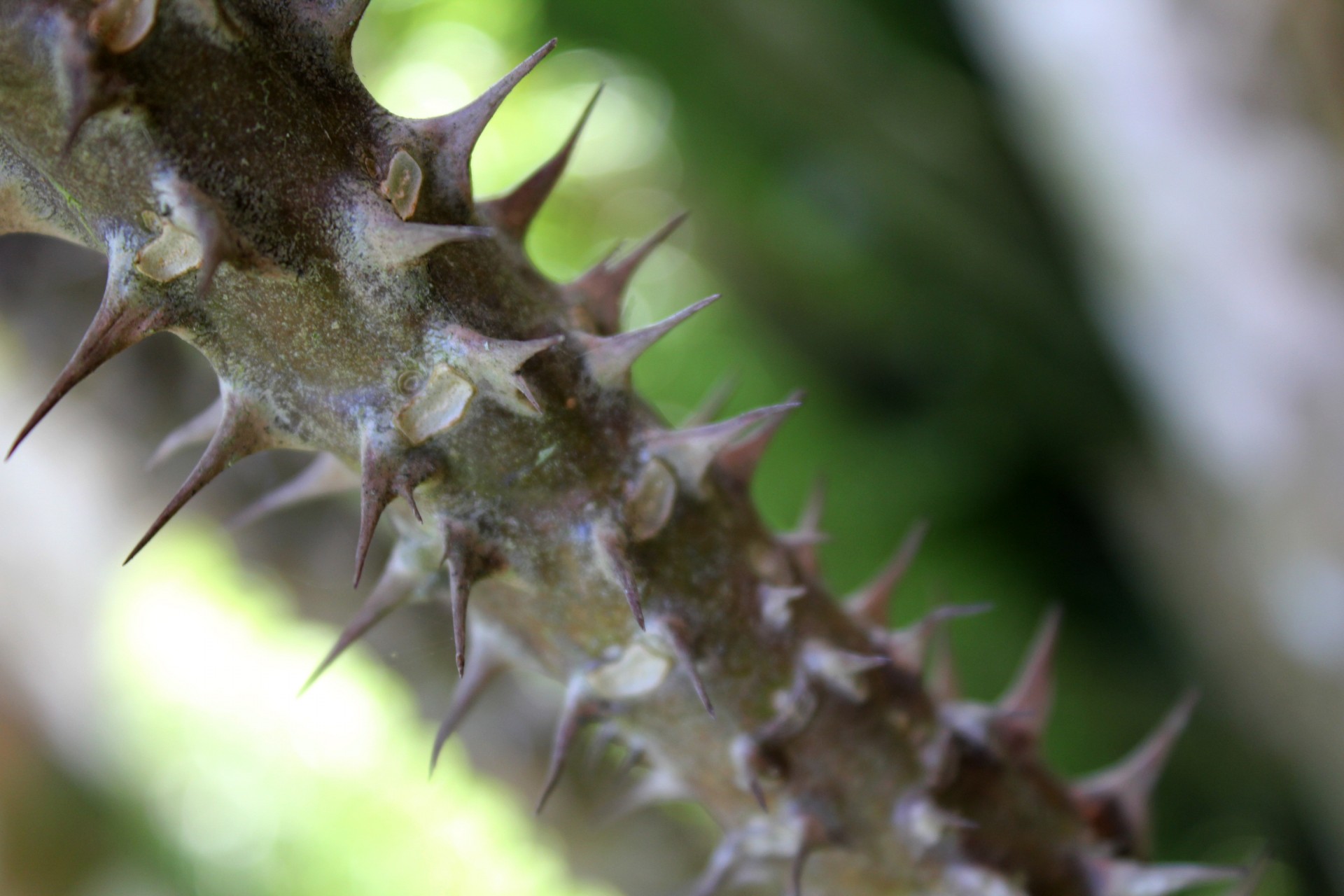 Шип фото. "Шипы" (Thorns). Кариура шипы. Растения с шипами и колючками. Растение с острыми шипами.