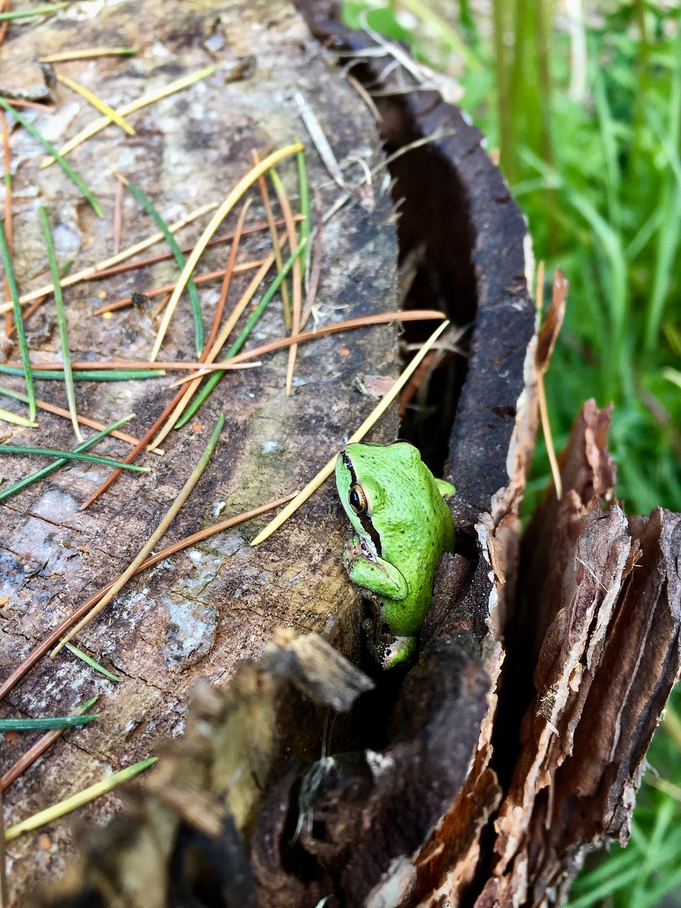 Green ones. Лягушка. Зеленая лягушка на дереве. Гнездо лягушки. Лягушки в дикой природе.