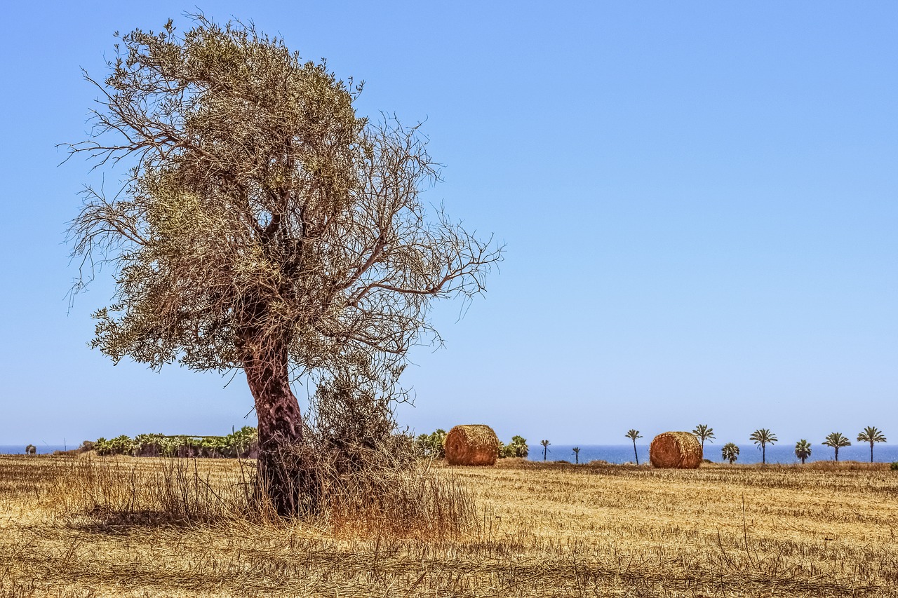 Country tree. Кипр дерево в поле. Кипр поле земля.