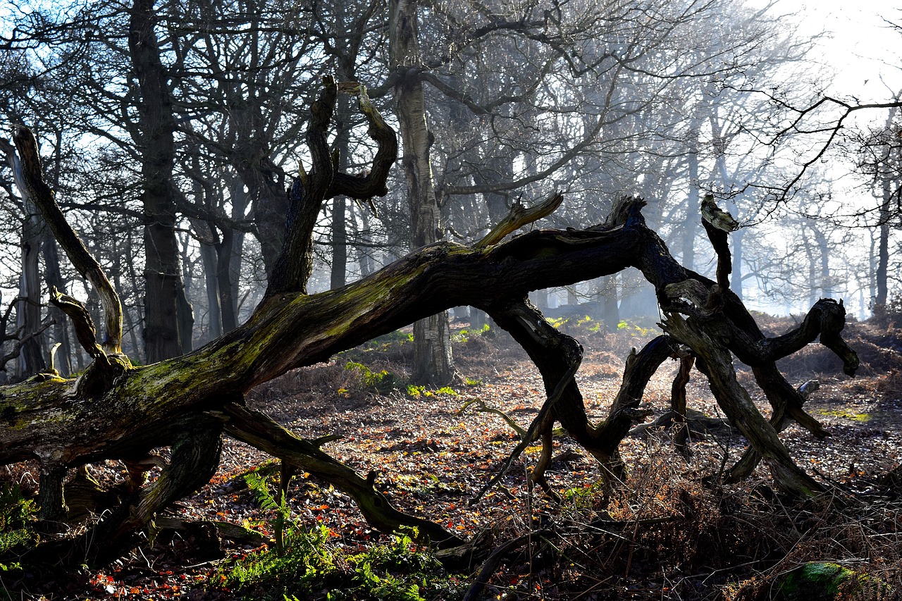 Nature для дерева. Бриар дерево в природе. Nature Wood ясень Винтер. Существует ли котлетное дерево в природе.