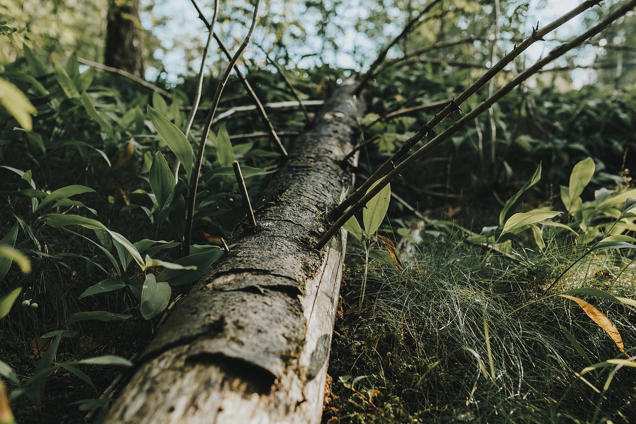 Down trees. Деревья лесополоса. Дерево с ветками вниз. Ветки травы. Фото с дерева вниз.