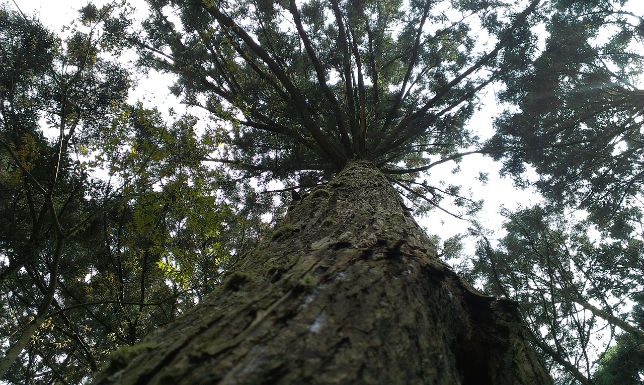 Tree look. Великовозрастное дерево сосны Сосновского. Тотемное дерево сосна. Сосновые деревья Бангладеш. Посмотрите на сосну солнечное дерево.