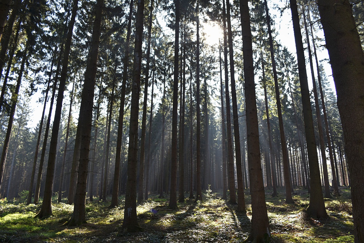 Forest sunlight.