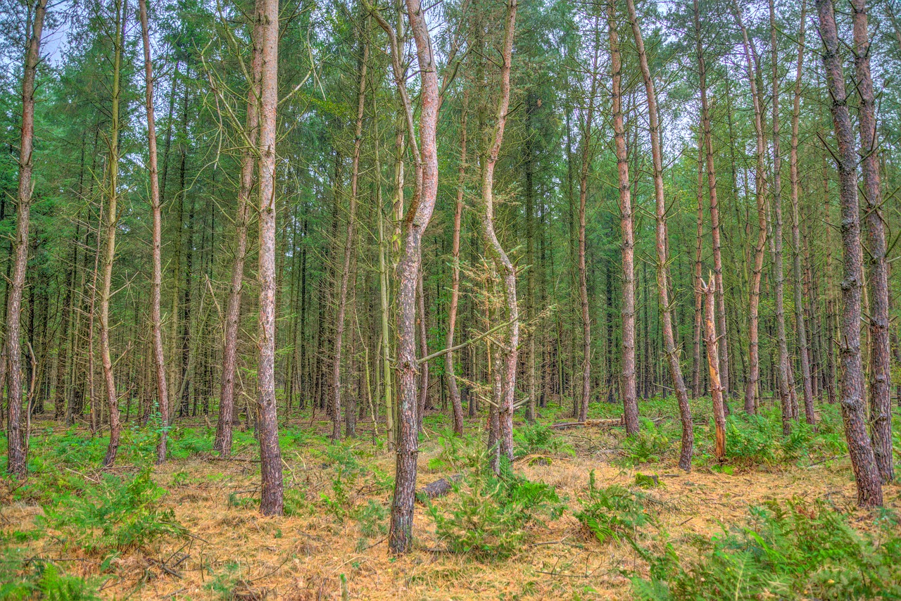 Trees are standing. Standing Forest. Сумму постоянных из деревьев.