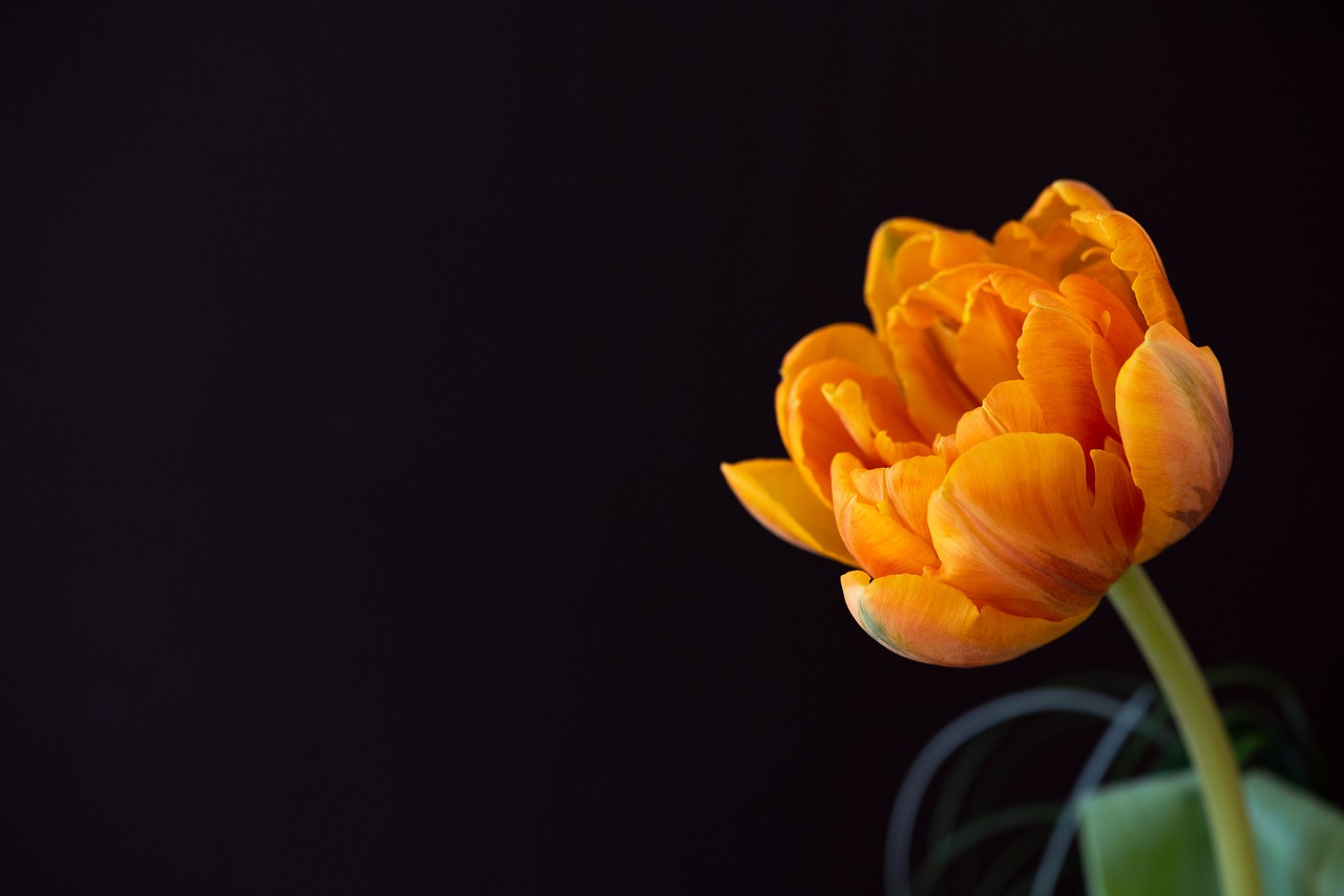 Оранжевые тюльпаны на черном фоне