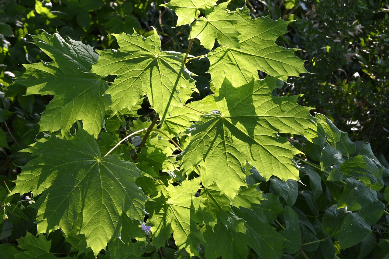 Тополиные листья похожи на виноградные
