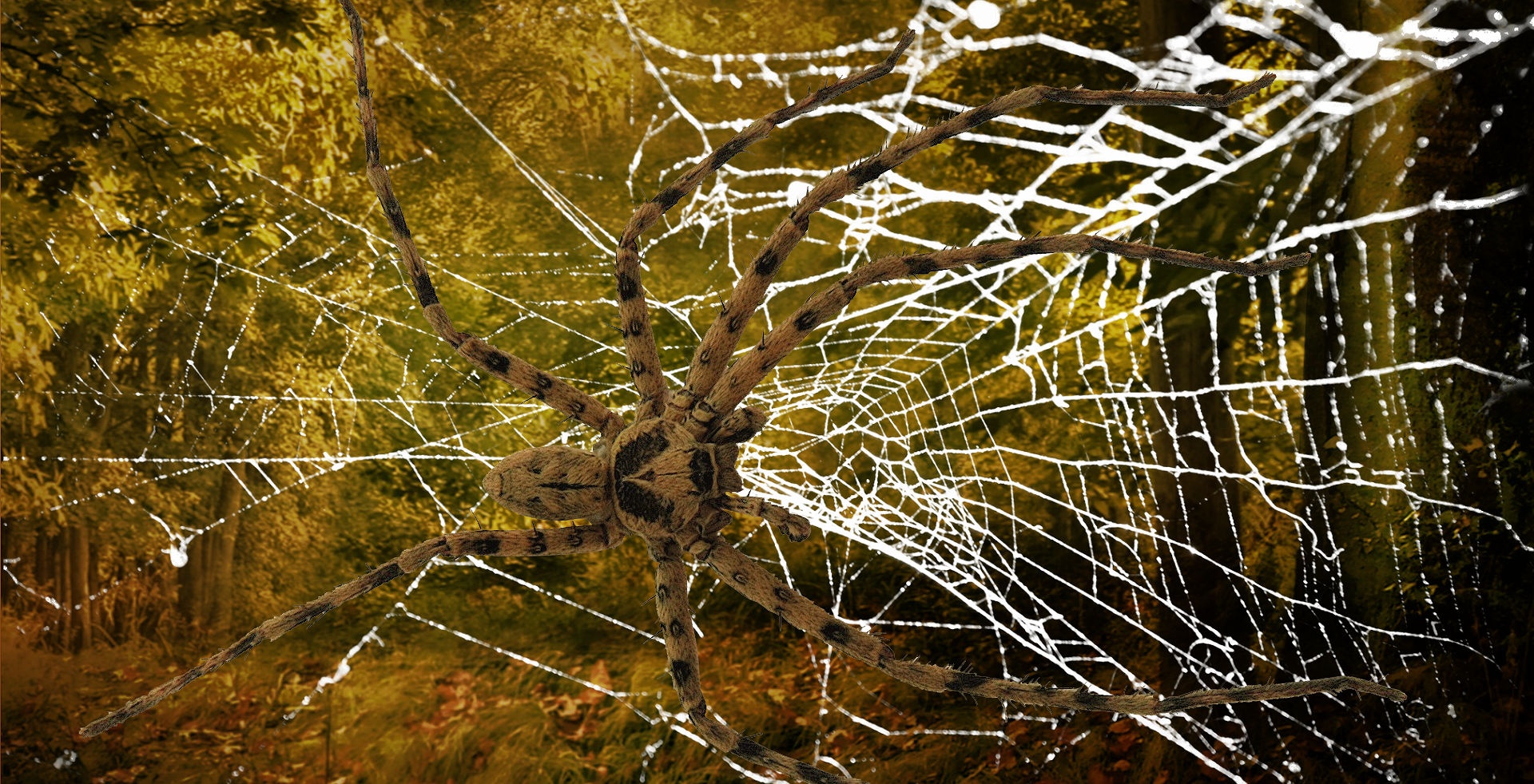 Сказочная паутина в лесу