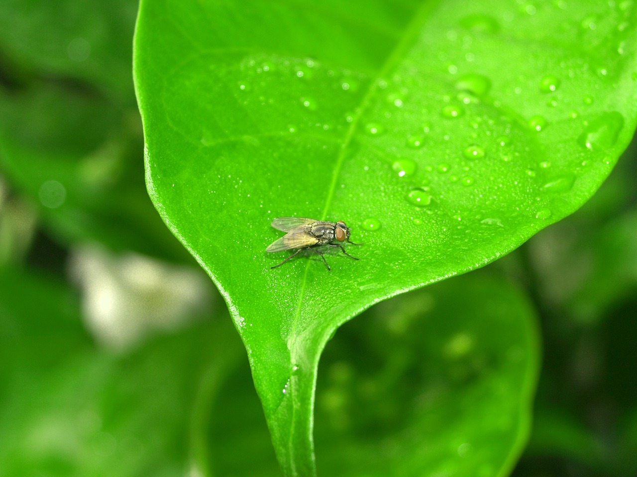 Watering leaves. Маленькие зеленые мушки на растениях. Зеленые маленькие насекомые по траве летом. Букашка на мокром цветке. Картинка зеленая трава и насекомое с капли воды.