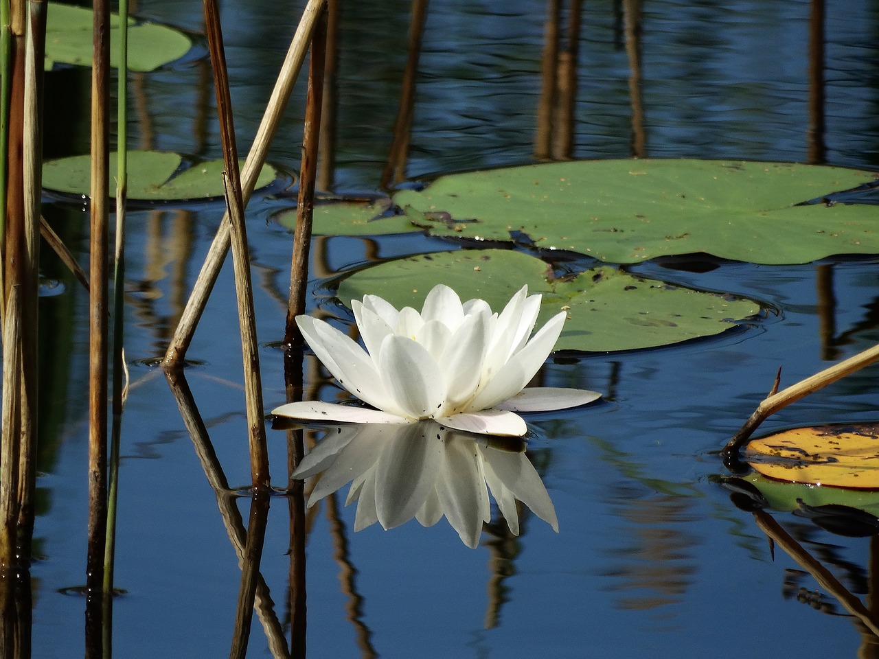 Кувшинка белая водяная Лилия озеро
