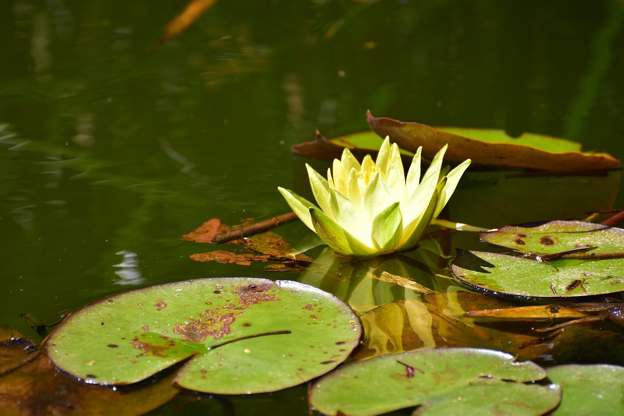 Листья водных растений имеют. Желтые лилии в пруду. Заводь с кувшинками. Пруд с желтыми лилиями. Лилии водяные картина маслом.