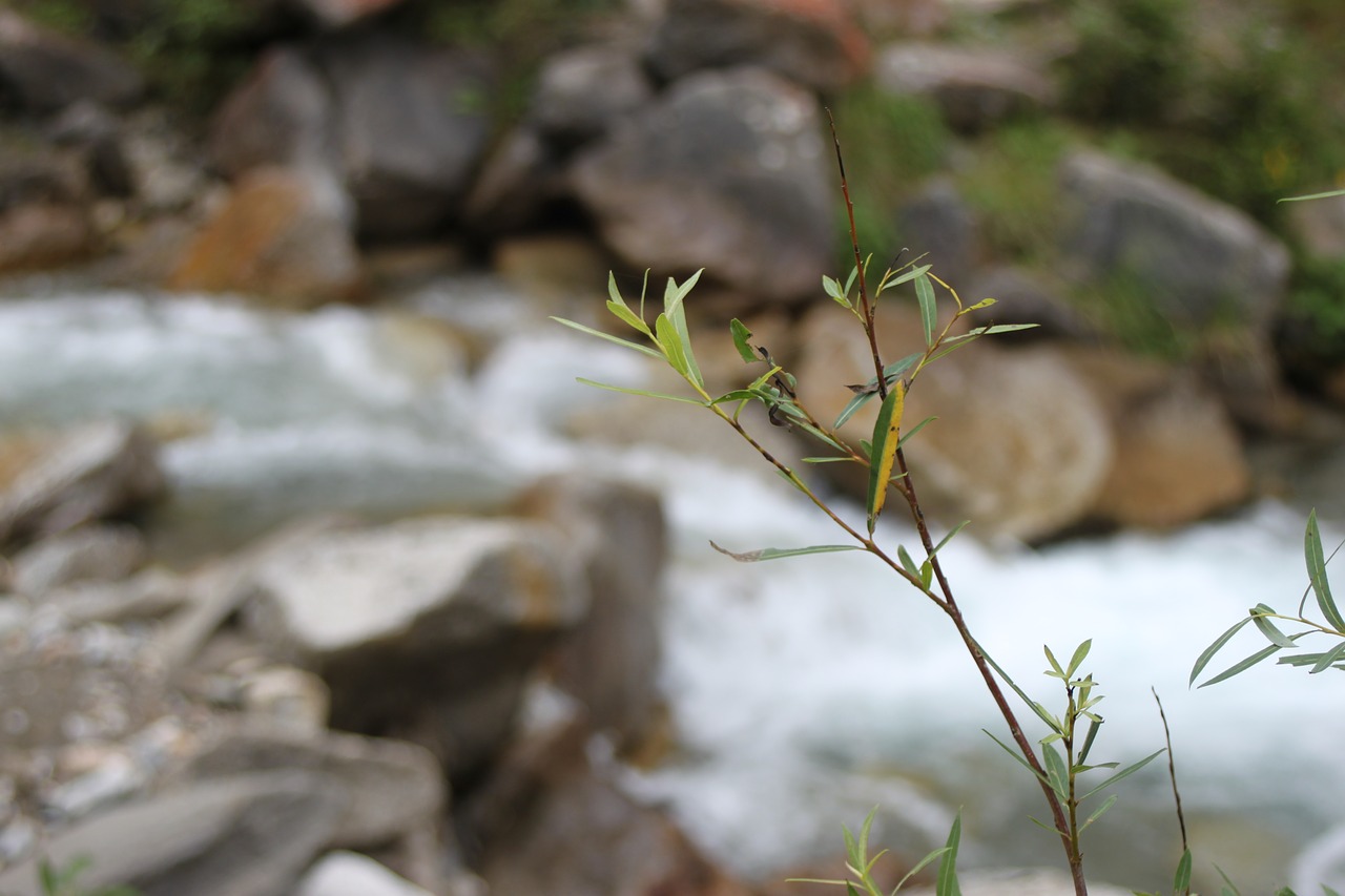 Mountain branch. Веточка горного растения. Горные ветки. Веточка из горы растёт.