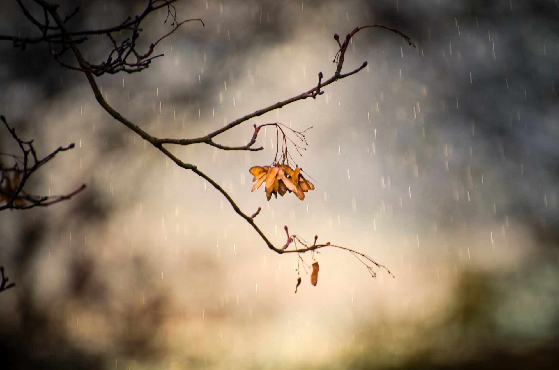 It often rain in this. Сон дождь осень. Rainy Day leaves. Rainy Day autumn cloudy depressive pictures.