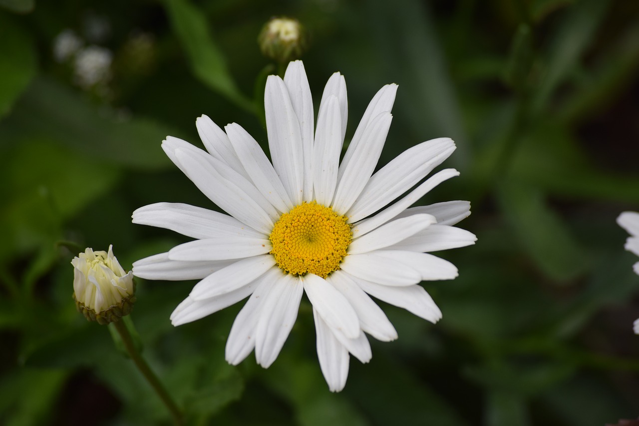 Daisy pics. Маргаритки белые. Цветы Daisy. Белые маргаритки фото. Daisy картинка.