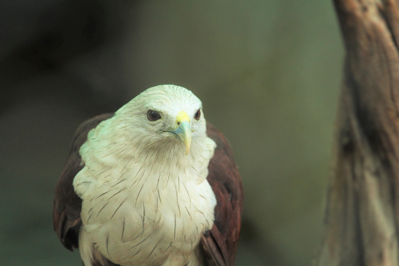 White eagle. Белый Орел. Белый Орел птица. Белый орёл животное. Белый орёл фото птица.