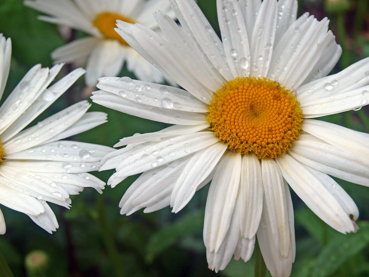 White daisy. Белые ромашки. Белые ромашки картинки. Ромашка белый гигант. Daisy Flower Margarida.