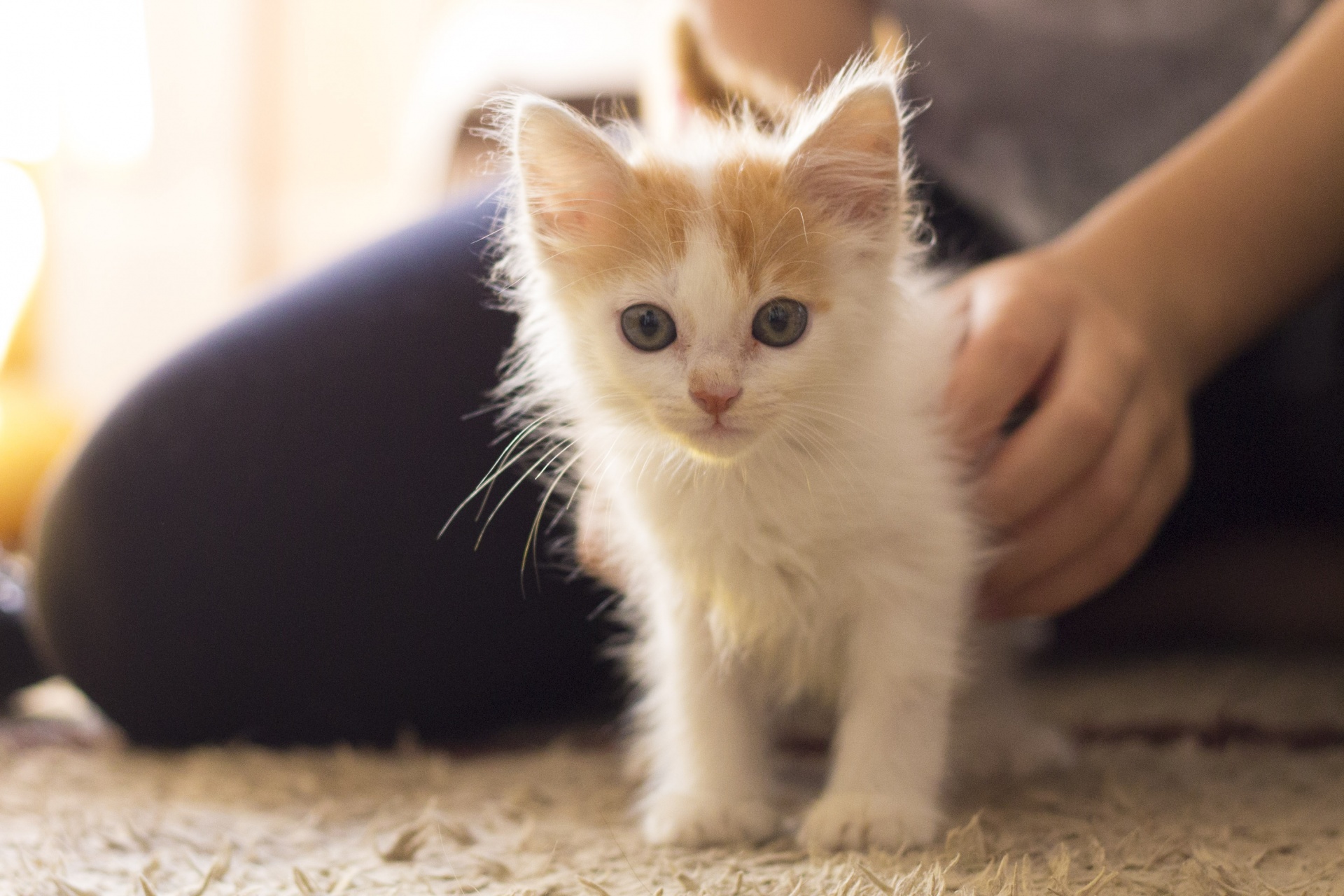 Котенок зовет. Маленькие котята девочки. Шестимесячный котенок. Белые котята мальчики. Полугодовалый котенок.