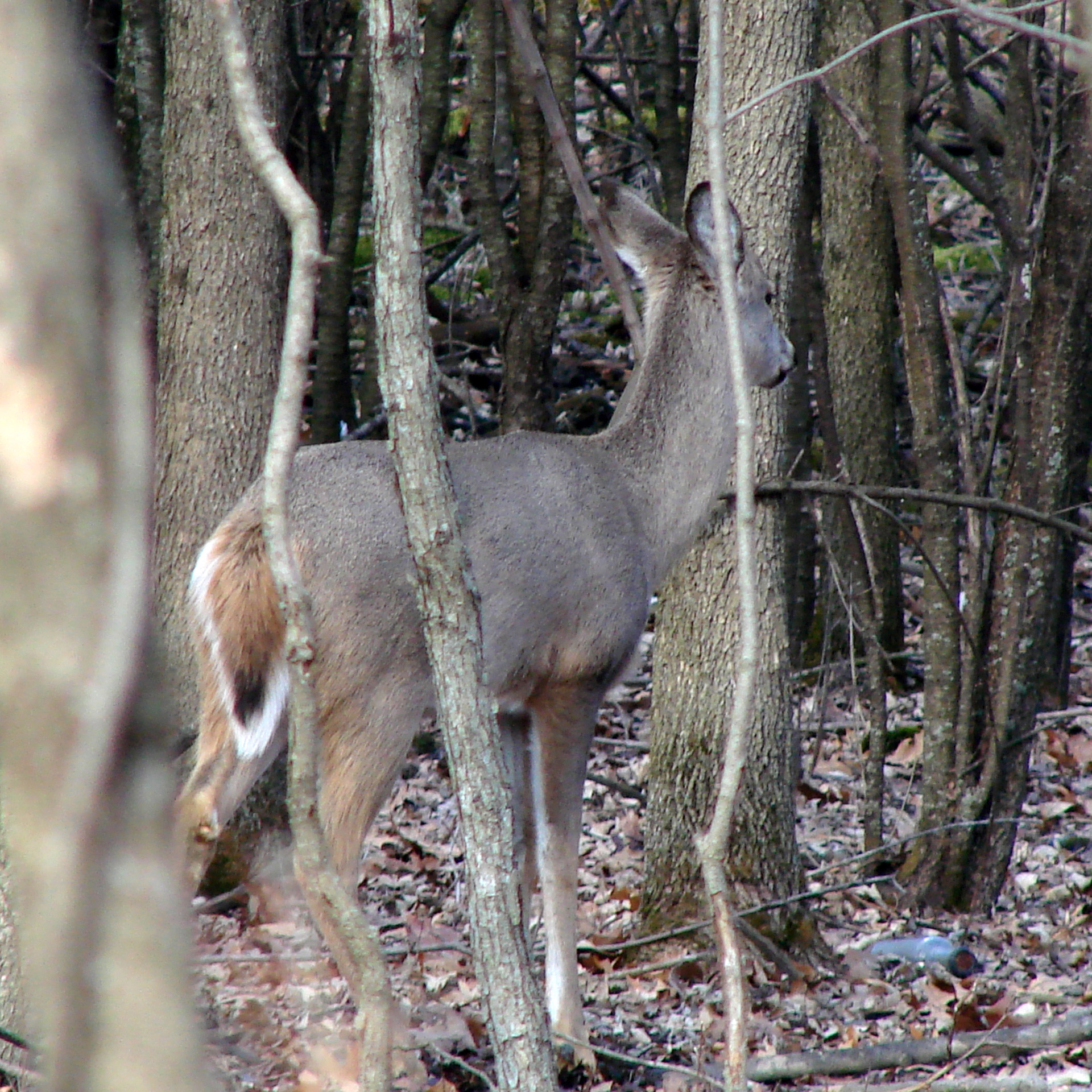 Deer tail