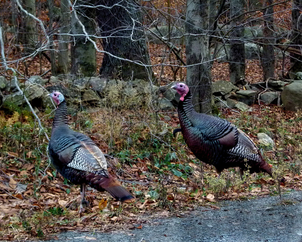 Дикий турецкий. Curcani. Curcanii. Big Black Bird like a Turkey in Delaware.