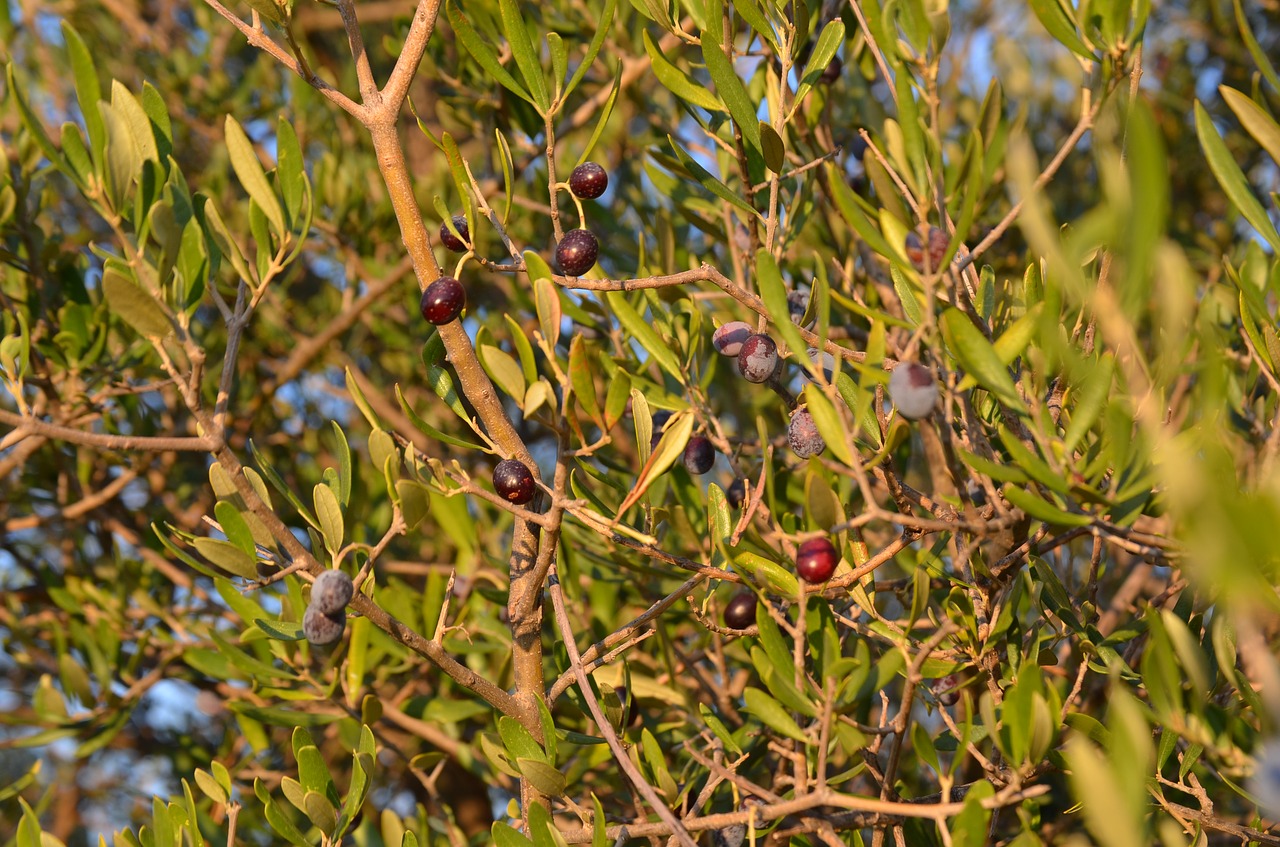 Лавролистная маслина