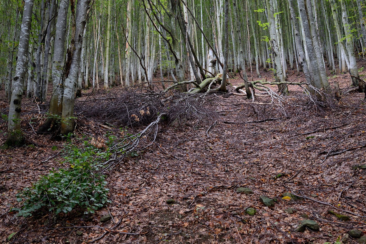 Леса в дикой природе коридорные галерейные. Wilder Woods.