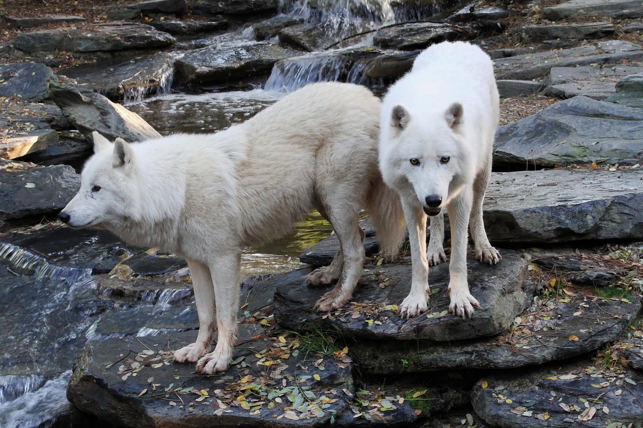Дикие животные волк белый